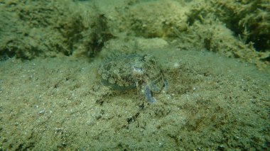 Avrupa ortak mürekkep balığı (Sepia officinalis) denizaltı, Ege Denizi, Yunanistan, Halkidiki