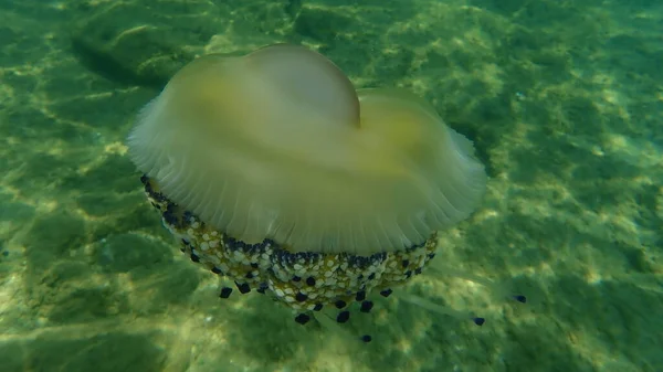 Mediterranean Jellyfish Fried Egg Jellyfish Mediterranean Jelly Cotylorhiza Tuberculata Undersea — 图库照片
