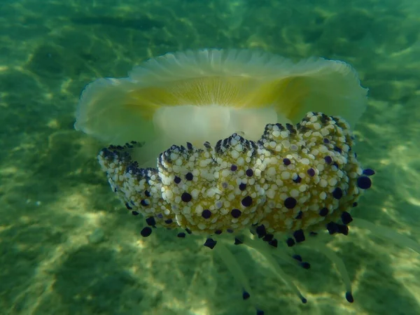 Medusas Mediterrânicas Medusas Ovos Fritos Geleia Mediterrânica Cotylorhiza Tuberculata Submarina — Fotografia de Stock