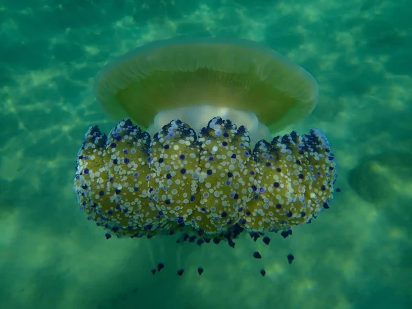 Medusas Mediterrânicas Medusas Ovos Fritos Geleia Mediterrânica Cotylorhiza Tuberculata Submarina — Fotografia de Stock