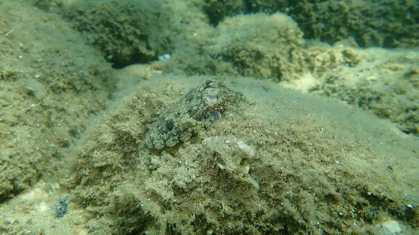 European Common Cuttlefish Common Cuttlefish Sepia Officinalis Undersea Aegean Sea — 图库照片