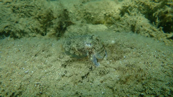 European Common Cuttlefish Common Cuttlefish Sepia Officinalis Undersea Aegean Sea — 图库照片