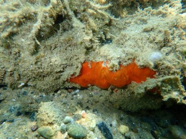 Kabuklu sünger ya da portakallı sünger (Spirastrella cunctatrix) denizaltı, Ege Denizi, Yunanistan, Halkidiki