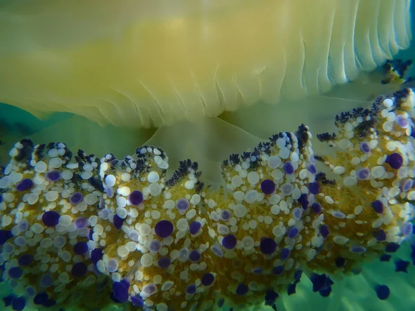 Medúzy Středozemním Moři Nebo Smažené Vaječné Medúzy Medúzy Středozemním Moři — Stock fotografie