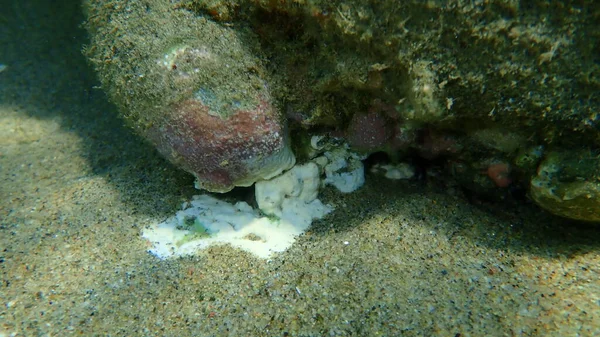 Sea Sponge Thymosia Guernei Undersea Aegean Sea Greece Halkidiki — 图库照片