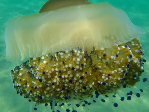 Meduse Mediterranee Meduse Fritte All Uovo Gelatina Mediterranea Cotylorhiza Tuberculata — Foto Stock