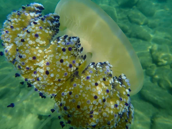 Meduse Mediterranee Meduse Fritte All Uovo Gelatina Mediterranea Cotylorhiza Tuberculata — Foto Stock