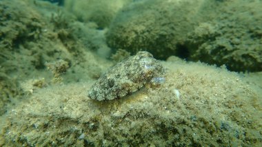 Denizaltı, Ege Denizi, Yunanistan, Halkidiki