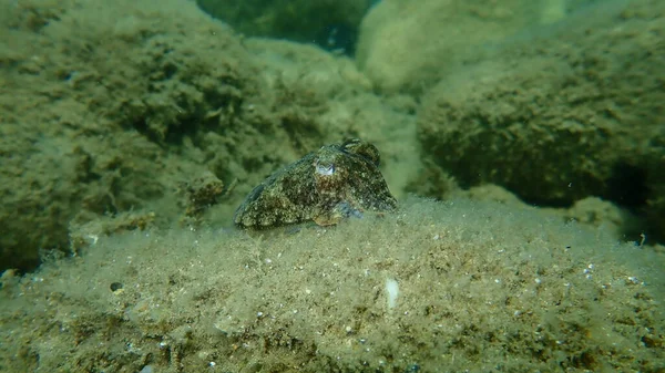 Common Cuttlefish European Common Cuttlefish Sepia Officinalis Undersea Aegean Sea — Stock Photo, Image