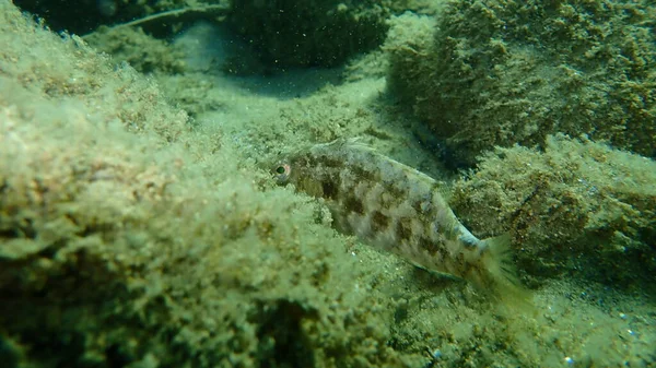 Fünfflecklippfisch Symphodus Roissali Unter Wasser Ägäis Griechenland Chalkidiki — Stockfoto