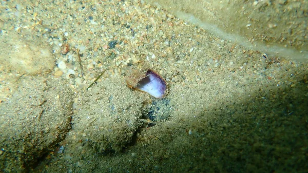 Coquille Mollusque Bivalve Modiolus Lulat Fond Mer Mer Égée Grèce — Photo