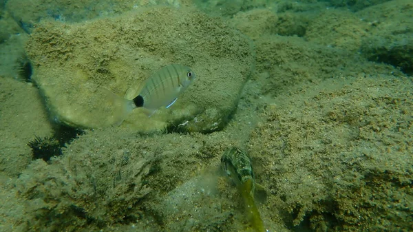 Ψαρόψαρο Σαργός Diplodus Sargus Αιγαίο Ελλάδα Χαλκιδική — Φωτογραφία Αρχείου