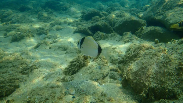 Två Bandad Havsruda Diplodus Vulgaris Havet Egeiska Havet Grekland Halkidiki — Stockfoto