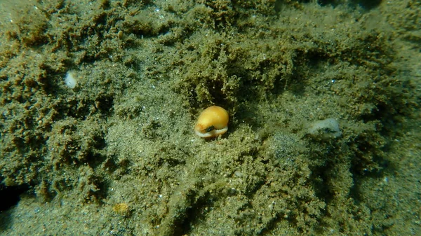 Ślimak Morski Rustykalny Lub Skorupa Gołębia Rustykalnego Columbella Rustica Dnie — Zdjęcie stockowe