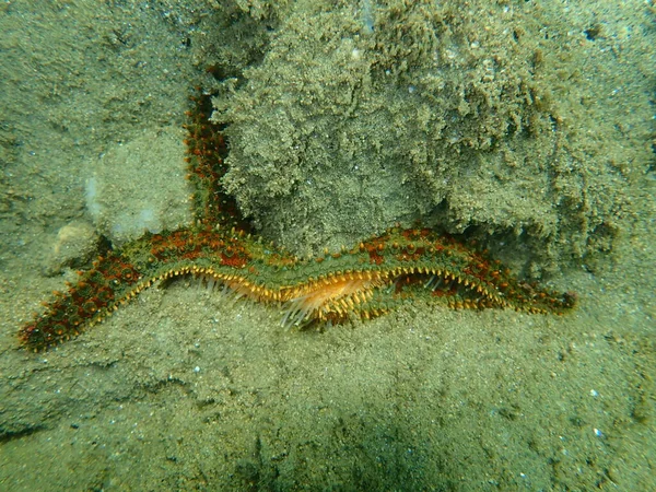 Sea Star Spiny Starfish Marthasterias Glacialis Undresea Aegean Sea Greece — Stock Photo, Image