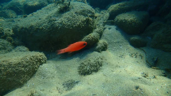 Kardinalfische Oder Mediterrane Kardinalfische König Der Meeräschen Apogon Imberbis Unter — Stockfoto