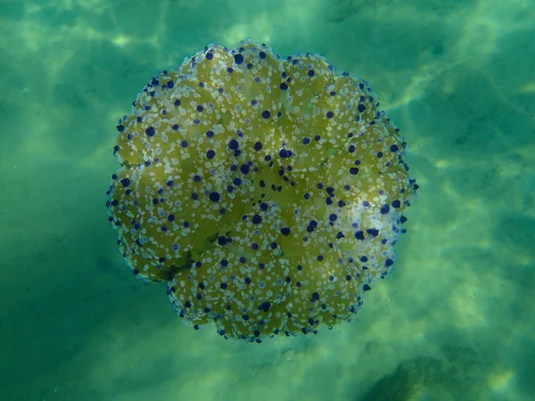 Medusas Mediterráneas Medusas Huevo Frito Jalea Mediterránea Cotylorhiza Tuberculata Submarina — Foto de Stock