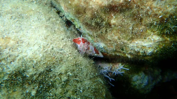 Полосатый Краб Отшельник Pagurus Anachoretus Морской Раковине Cerithium Vulgatum Эгейское — стоковое фото