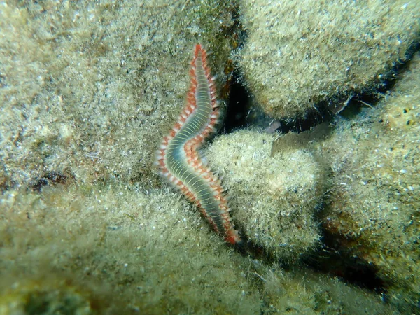 Bearded Fireworm Green Bristle Worm Green Fireworm Hermodice Carunculata Undersea — Stock Photo, Image