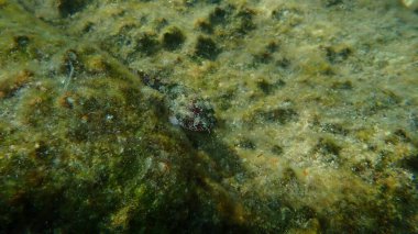 Madeira kaya balığı (Scorpaena maderensis) deniz altı, Ege Denizi, Yunanistan, Syros Adası