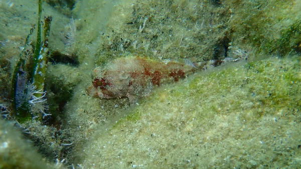 Madeira Rockfish Scorpaena Maderensis Submarino Mar Egeu Grécia Ilha Syros — Fotografia de Stock