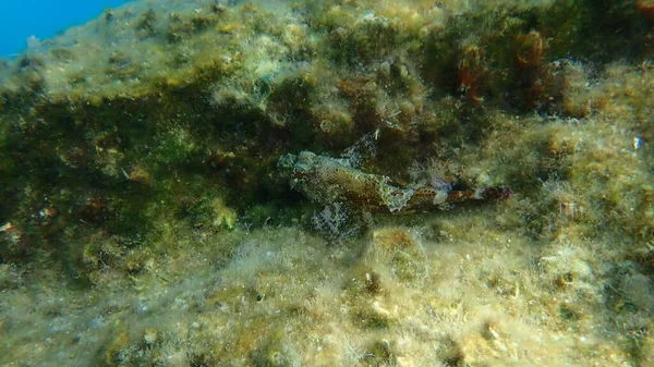 Rupi Madeira Scorpaena Maderensis Sottomarini Mar Egeo Grecia Isola Syros — Foto Stock