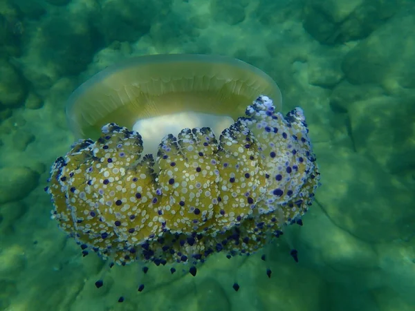 地中海クラゲまたは揚げ卵クラゲ 地中海ゼリー Cotylorhiza Tubrculata エーゲ海 ギリシャ ハルキディキ — ストック写真