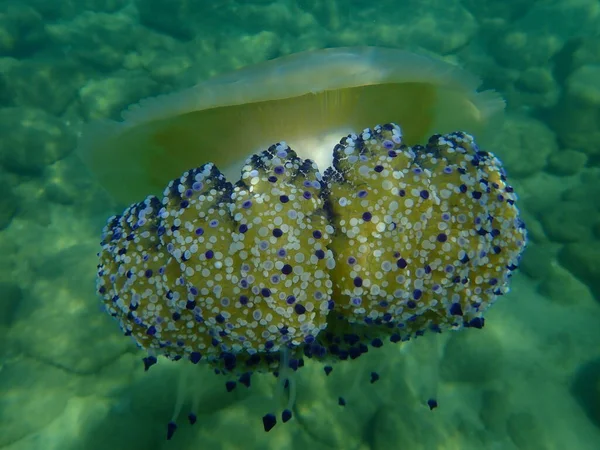 地中海クラゲまたは揚げ卵クラゲ 地中海ゼリー Cotylorhiza Tubrculata エーゲ海 ギリシャ ハルキディキ — ストック写真