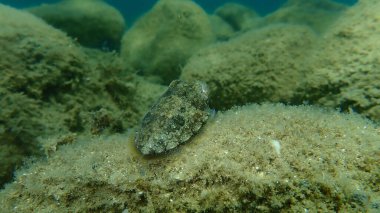 Denizaltı, Ege Denizi, Yunanistan, Halkidiki