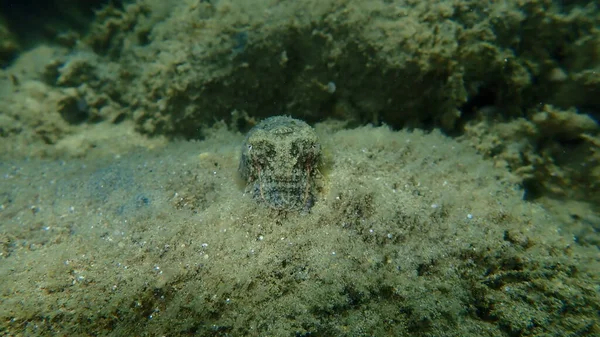 Common Cuttlefish European Common Cuttlefish Sepia Officinalis Undersea Aegean Sea — Stock Photo, Image