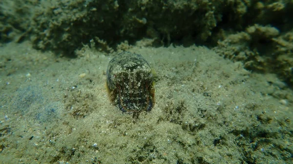 Common Cuttlefish European Common Cuttlefish Sepia Officinalis Undersea Aegean Sea — Stock Photo, Image