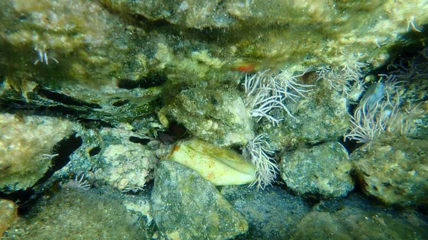 Muschel Der Meeresschnecke Persische Muschel Conomurex Persicus Und Muscheln Tetragonaler — Stockfoto