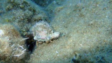 Yünlü keşiş yengeci (Pagurus cuanensis) deniz altı, Ege Denizi, Yunanistan, Syros Adası