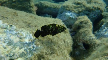 Karanlık orfoz ya da esmer levrek, sarı göbekli balık, sarı göbekli kaya morinası (Epinephelus marginatus) deniz altı, Ege Denizi, Yunanistan, Syros Adası