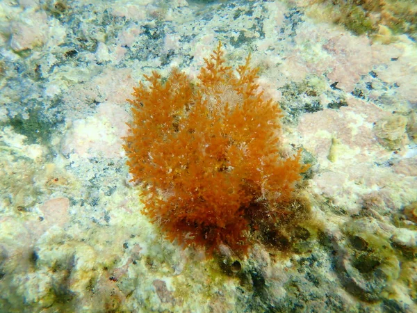 Algas Vermelhas Laurencia Obtusa Var Submarino Mar Egeu Grécia Ilha — Fotografia de Stock
