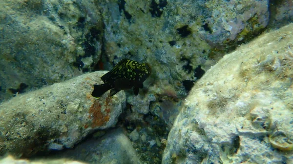 Scharrelbaars Donkere Baars Geelbuikbaars Geelbuiksteenkabeljauw Epinephelus Marginatus Onderzee Egeïsche Zee — Stockfoto