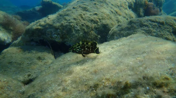 Dusky Grouper Lub Dusky Grzęda Żółtobrzucha Grouper Żółtobrzucha Rock Dorsz — Zdjęcie stockowe