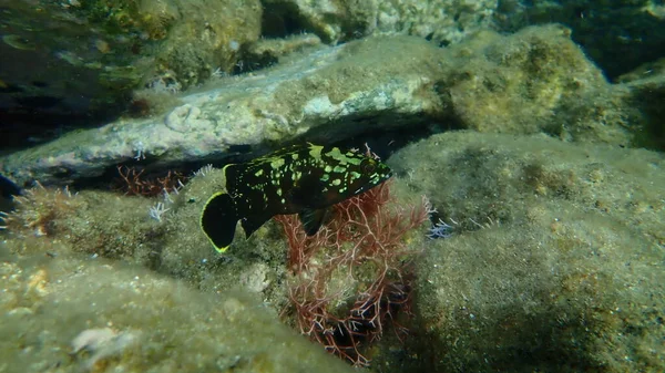 昏暗的石斑鱼或黄腹石斑鱼 黄腹石鳕鱼 Epinephelus Marginatus 爱琴海 锡罗斯岛 — 图库照片