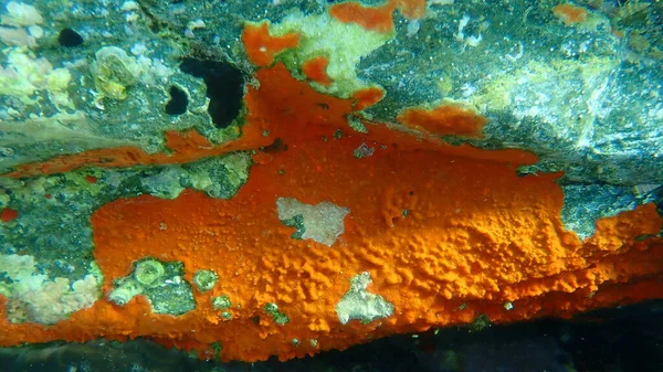 BryozoaまたはMoss動物Schizomavella Schizomavella 線形性海底 エーゲ海 ギリシャ シロス島 — ストック写真