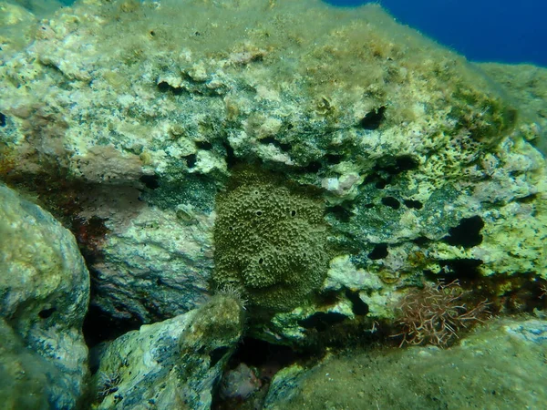 Esponja Fedorenta Sarcotragus Fasciculatus Submarina Mar Egeu Grécia Ilha Syros — Fotografia de Stock