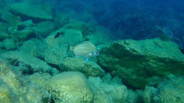 Bílé Mořské Dno Nebo Sargo Diplodus Sargus Pod Mořem Egejské — Stock fotografie