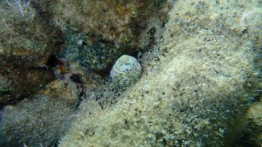 Akdeniz kayalık keşiş yengeci (Clibanarius erythropus) deniz salyangozu türbinli monodont (Phorcus türbinatus) deniz altı, Ege Denizi, Yunanistan