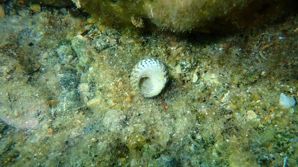 Seashell of sea snail turbinate monodont (Phorcus turbinatus) undersea, Aegean Sea, Greece, Syros island