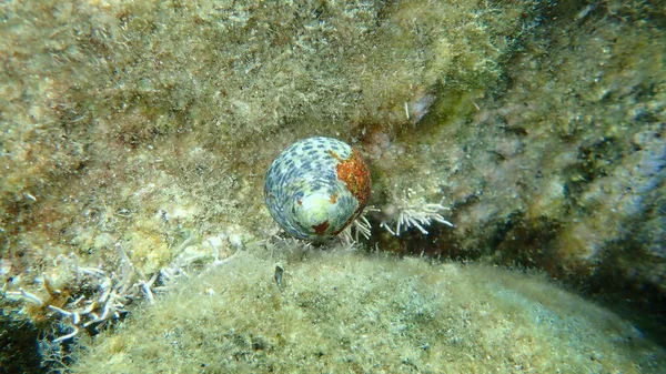 Deniz Salyangozu Türbinli Deniz Kabuğu Monodont Phorcus Türbinatus Denizaltı Ege — Stok fotoğraf