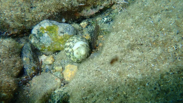 Deniz Salyangozu Türbinli Deniz Kabuğu Monodont Phorcus Türbinatus Denizaltı Ege — Stok fotoğraf