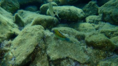 Süslü wrasse (Thalassoma pavo) denizaltı, Ege Denizi, Yunanistan, Syros Adası