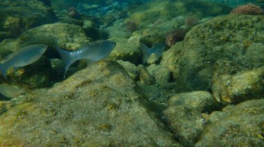 Düz başlı gri kefal (Mugil cephalus) deniz altı, Ege Denizi, Yunanistan, Syros Adası