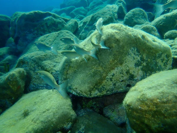 Flathead Grey Mullet Mugil Cephalus Onderzees Egeïsche Zee Griekenland Syros — Stockfoto
