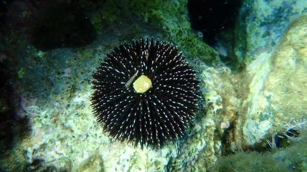 Violet Sea Urchin Sphaerechinus Granularis Undersea Aegean Sea Greece Syros — 스톡 사진