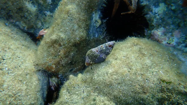 Seashell of sea snail Tarentine spindle snail (Tarantinaea lignaria) undersea, Aegean Sea, Greece, Syros island